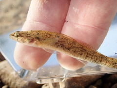 Etheostoma nigripinne