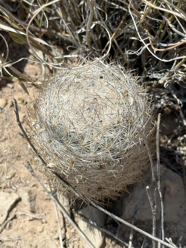 Mariposa Cactus (Echinomastus mariposensis)
