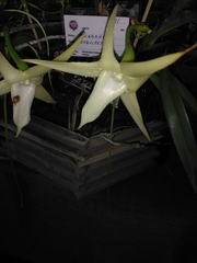 Angraecum sesquipedale