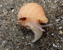 Nucella ostrina