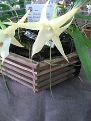 Angraecum sesquipedale