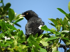 Acridotheres cristatellus