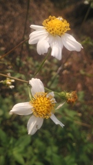Bidens pilosa