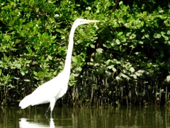 Ardea alba
