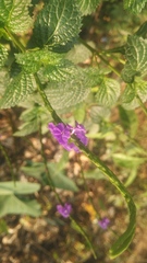 Stachytarpheta jamaicensis