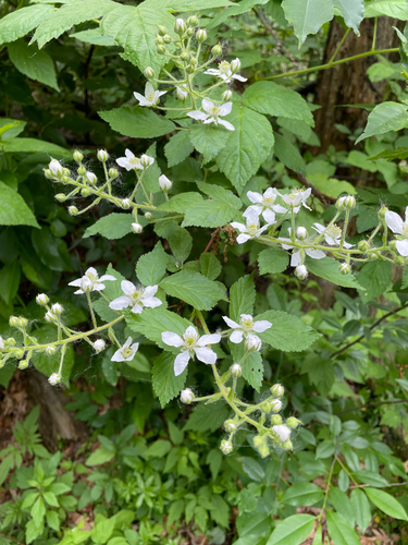 Allegheny blackberry (Rubus allegheniensis)