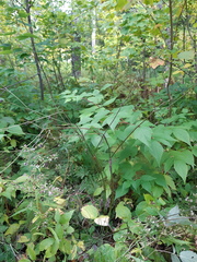Ranunculus acris acris