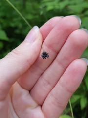 Ranunculus acris acris