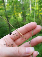 Ranunculus acris acris