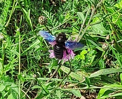Xylocopa