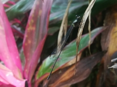 Igneocnemis atripes
