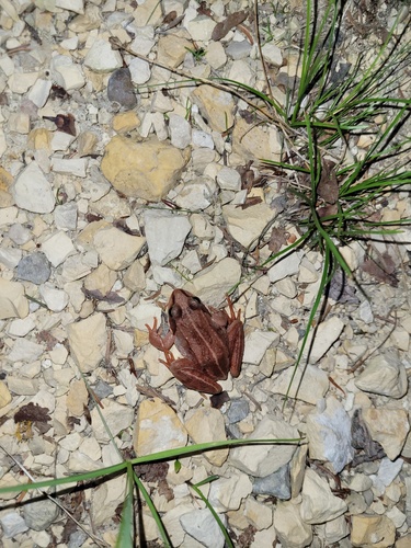 Wood Frog