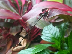 Igneocnemis atripes
