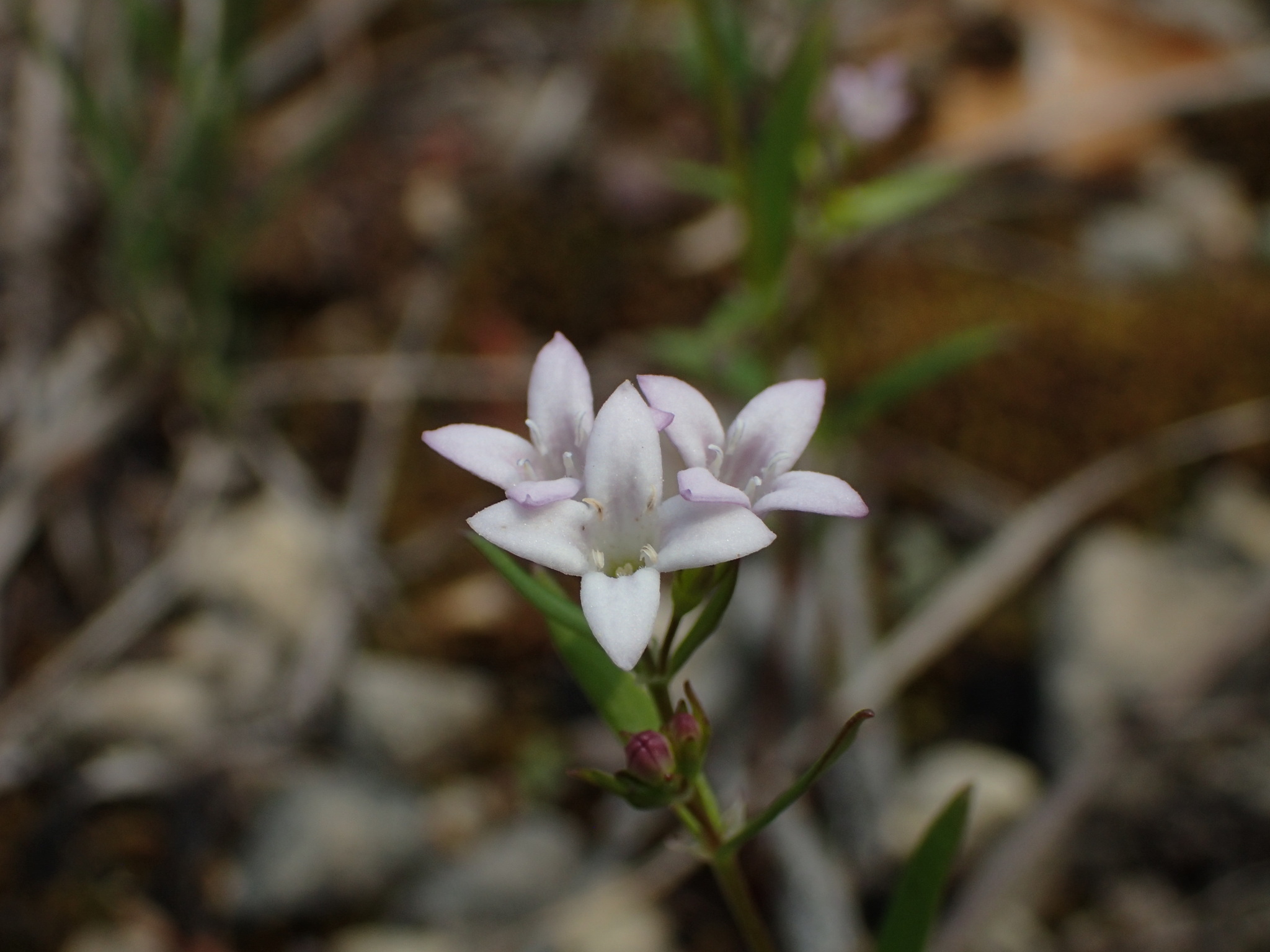 Houstonia longifolia
