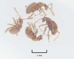 Gerallus punctipennis