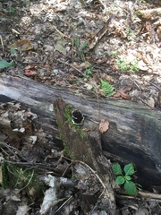 Auricularia mesenterica