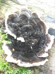 Auricularia mesenterica