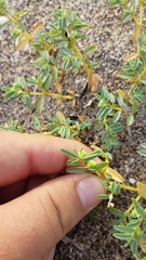 Euphorbia incerta