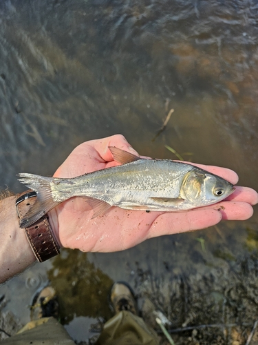 Carp (Hypophthalmichthys molitrix) — Cyprinidae