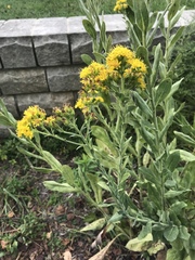 Solidago