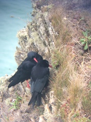 Pyrrhocorax pyrrhocorax pyrrhocorax