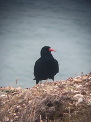 Pyrrhocorax pyrrhocorax pyrrhocorax