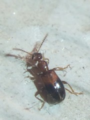 Vacusus vicinus
