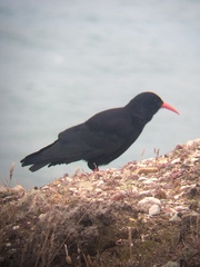 Pyrrhocorax pyrrhocorax pyrrhocorax