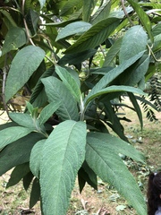 Lippia hirsuta