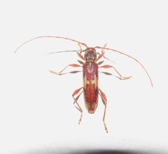 Eurysthea hirta