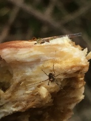 Platybunus