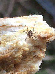 Platybunus