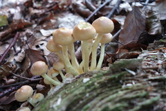 Basidiomycota