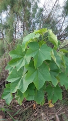 Jatropha curcas