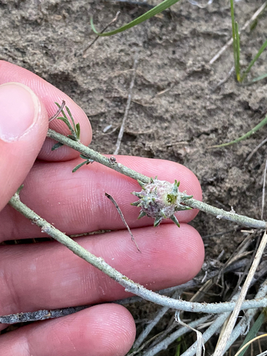 Unknown species found near Lima, MT, US
