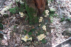 Basidiomycota