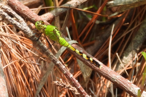 Eastern Pondhawk photographed in Delaware