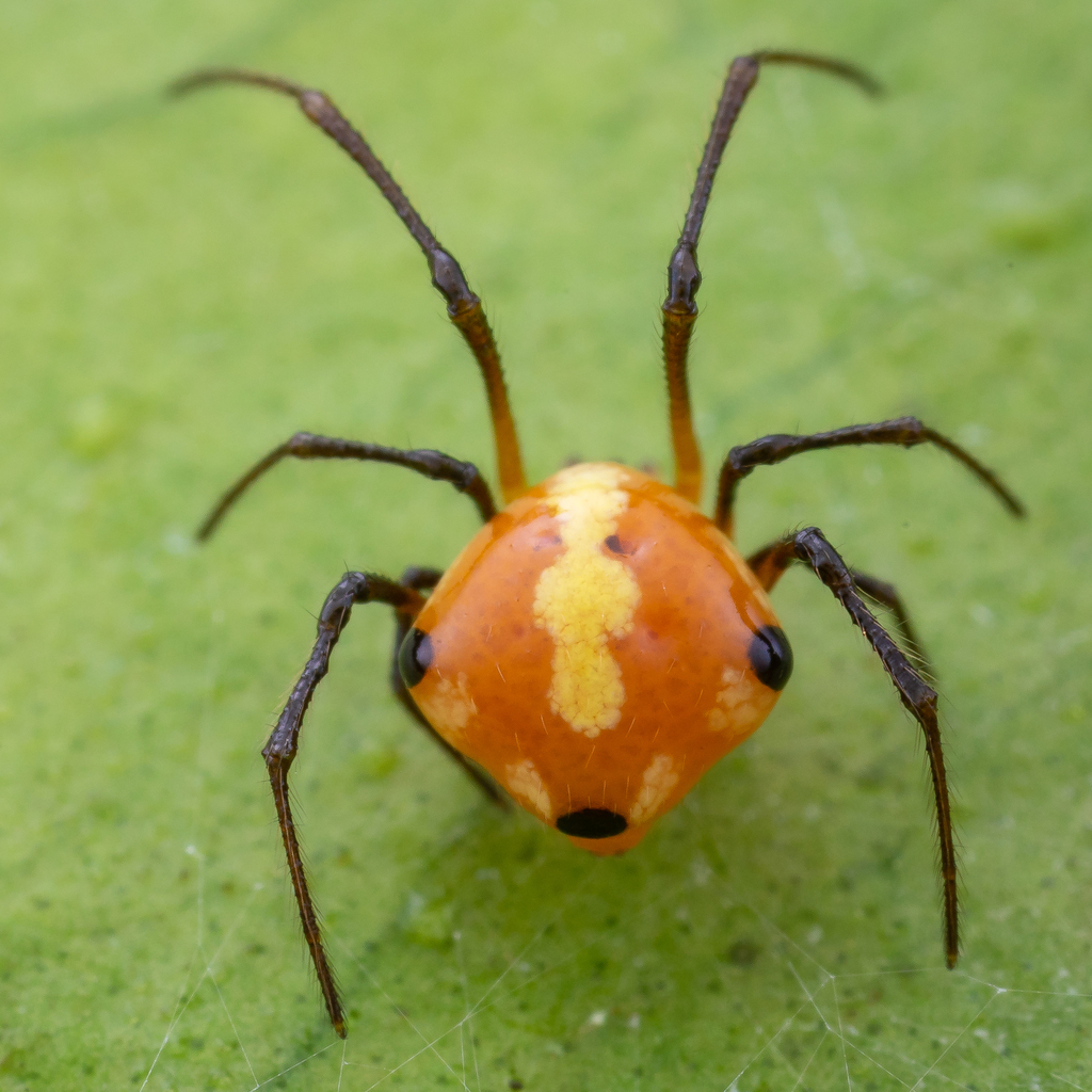 Theridion quadratum