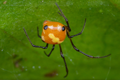 Theridion quadratum