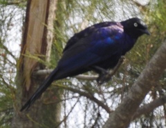 Lamprotornis purpuroptera