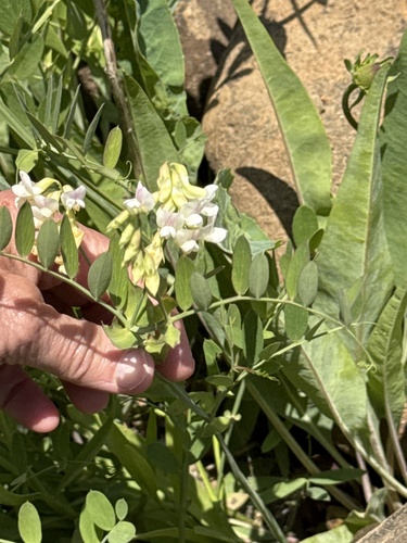 Del Norte pea (Lathyrus delnorticus)