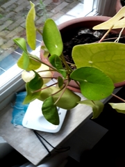 Pilea peperomioides