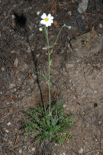 Newberry's Hymenopappus (Hymenopappus newberryi)