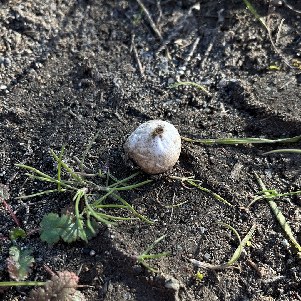 Disciseda Disciseda from Punilla Province, Ñuble, Chile on June 1, 2025 at 02:31 ...
