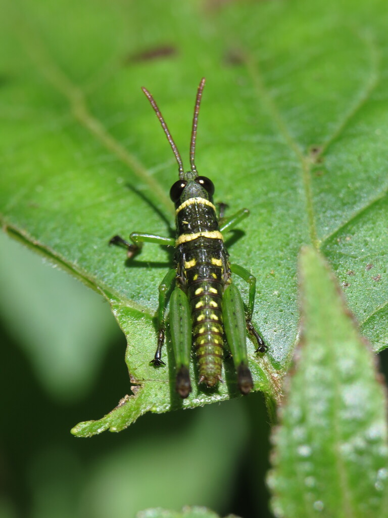 Brakeracris varablancensis