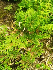 Selaginella lepidophylla