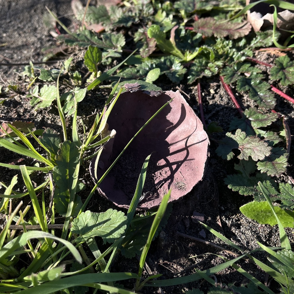 Calvatia cyathiformis · June 2025 · photo: © cristianriquelme (iNaturalist, cc-by)