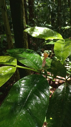Tabernaemontana macrocalyx observed 2025-05-08