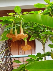 Brugmansia