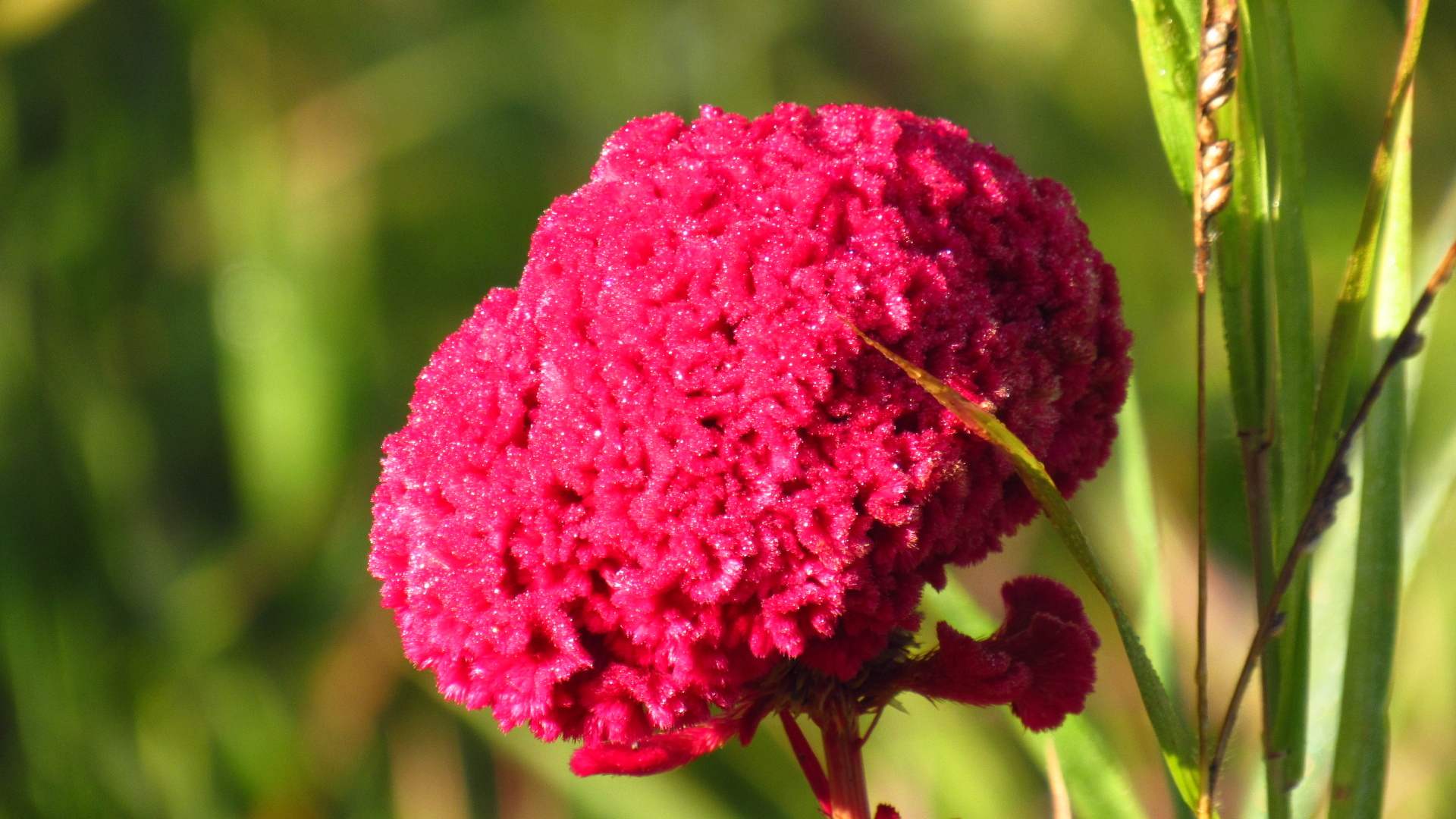 Celosia argentea
